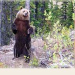 Grizzley Bear Refuge - Kicking Horse Mountain - Canadian Ski Council
